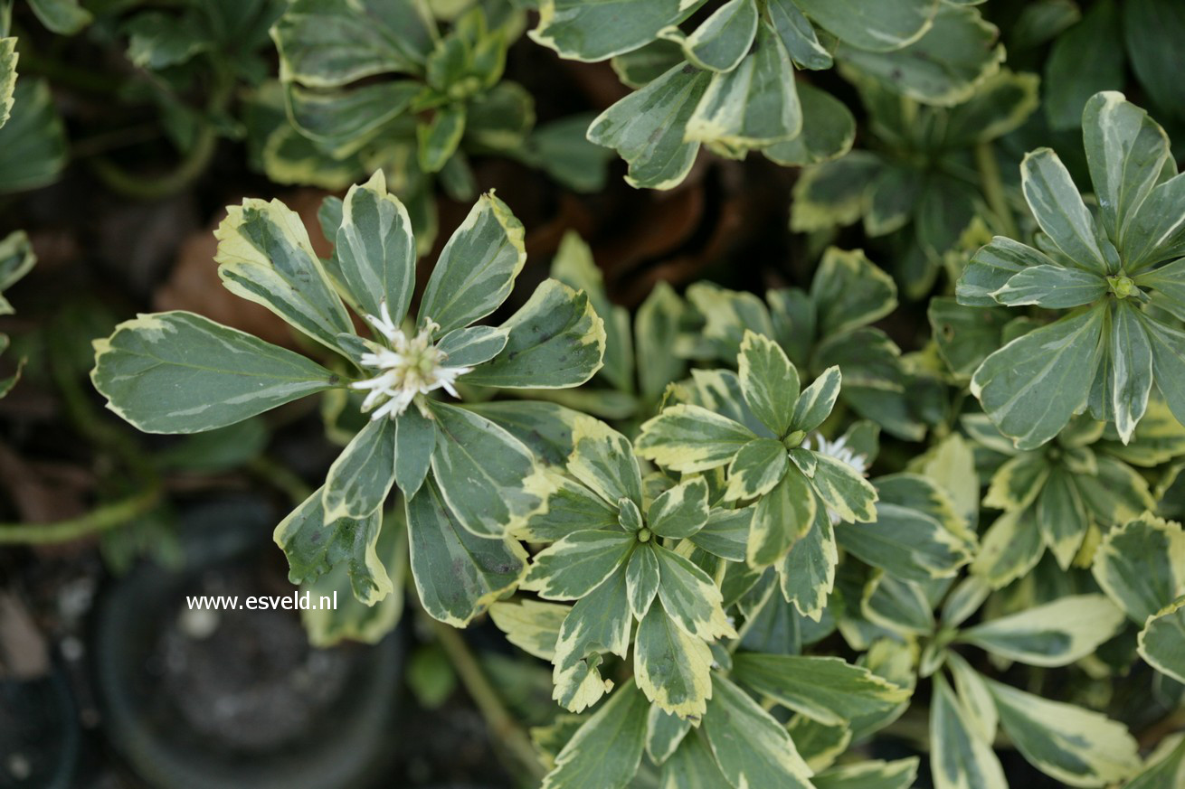 Pachysandra terminalis 'Variegata'