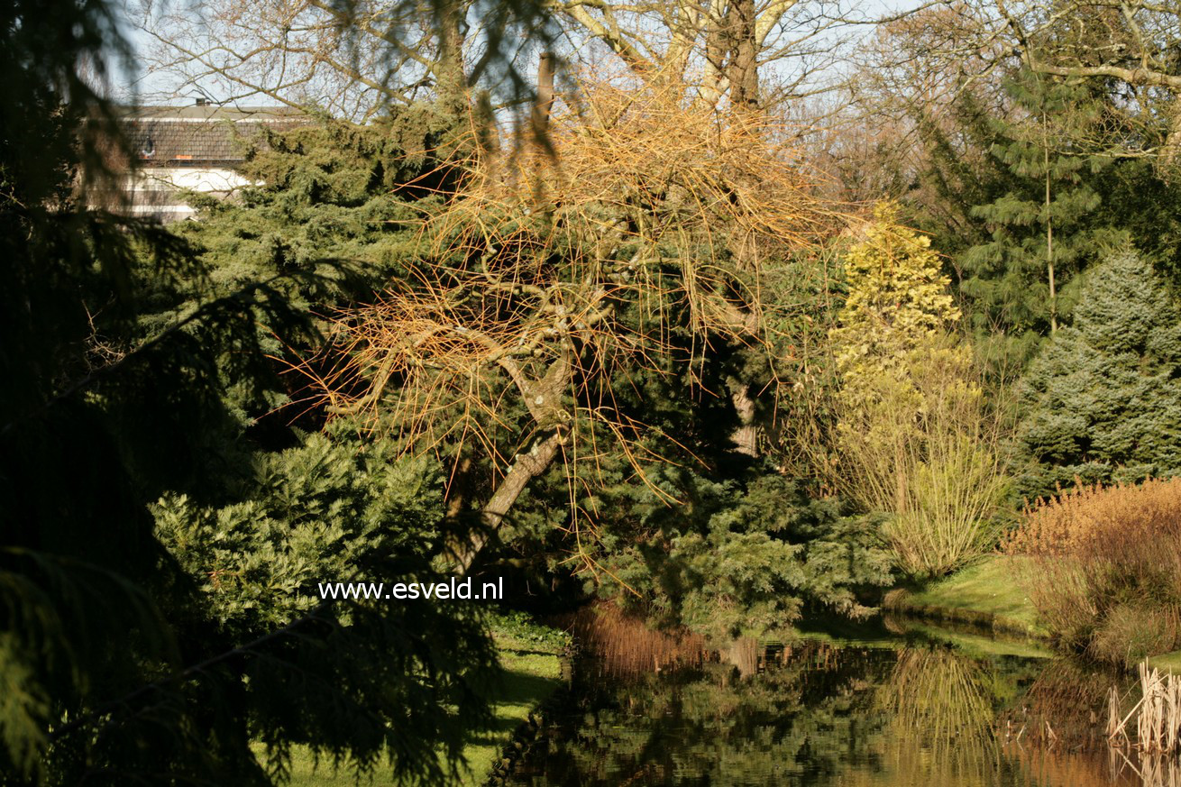 Fraxinus excelsior 'Aurea Pendula'