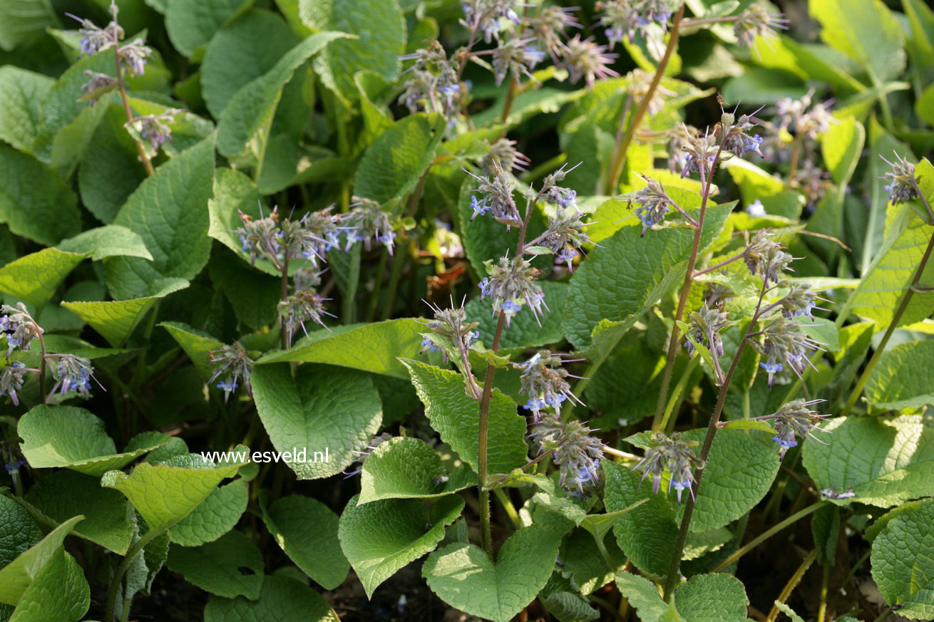 Symphytum azureum