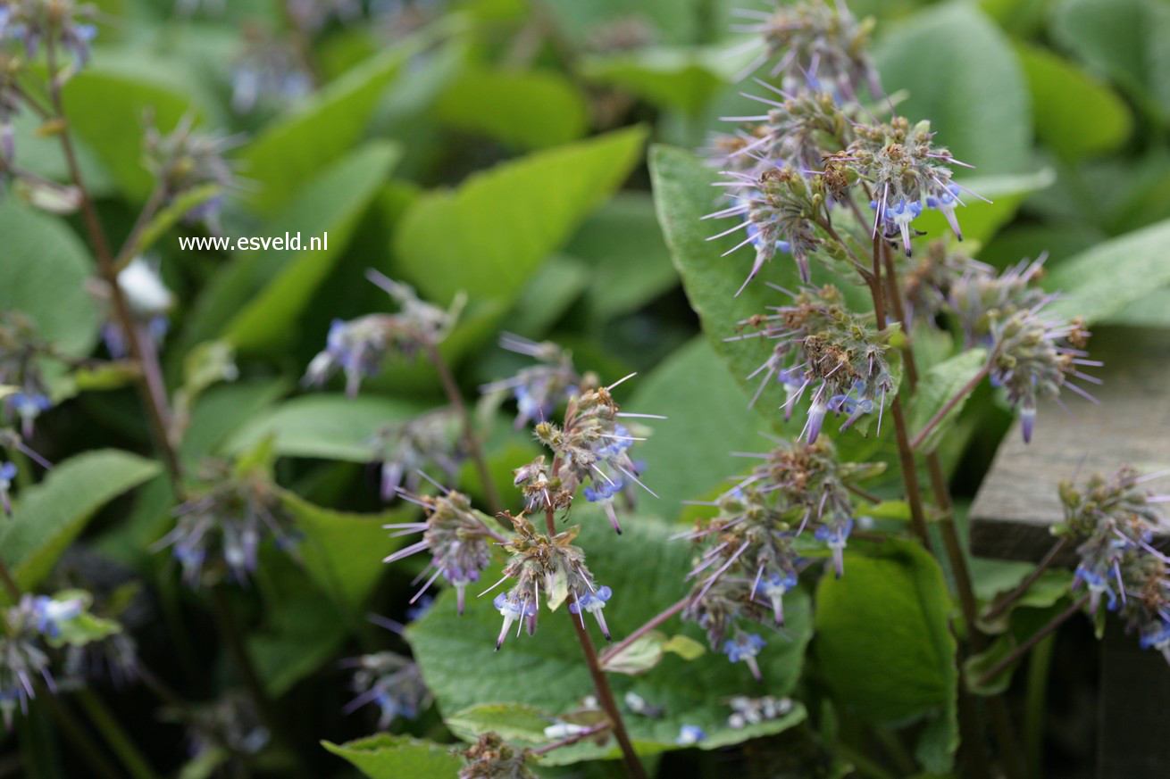 Symphytum azureum