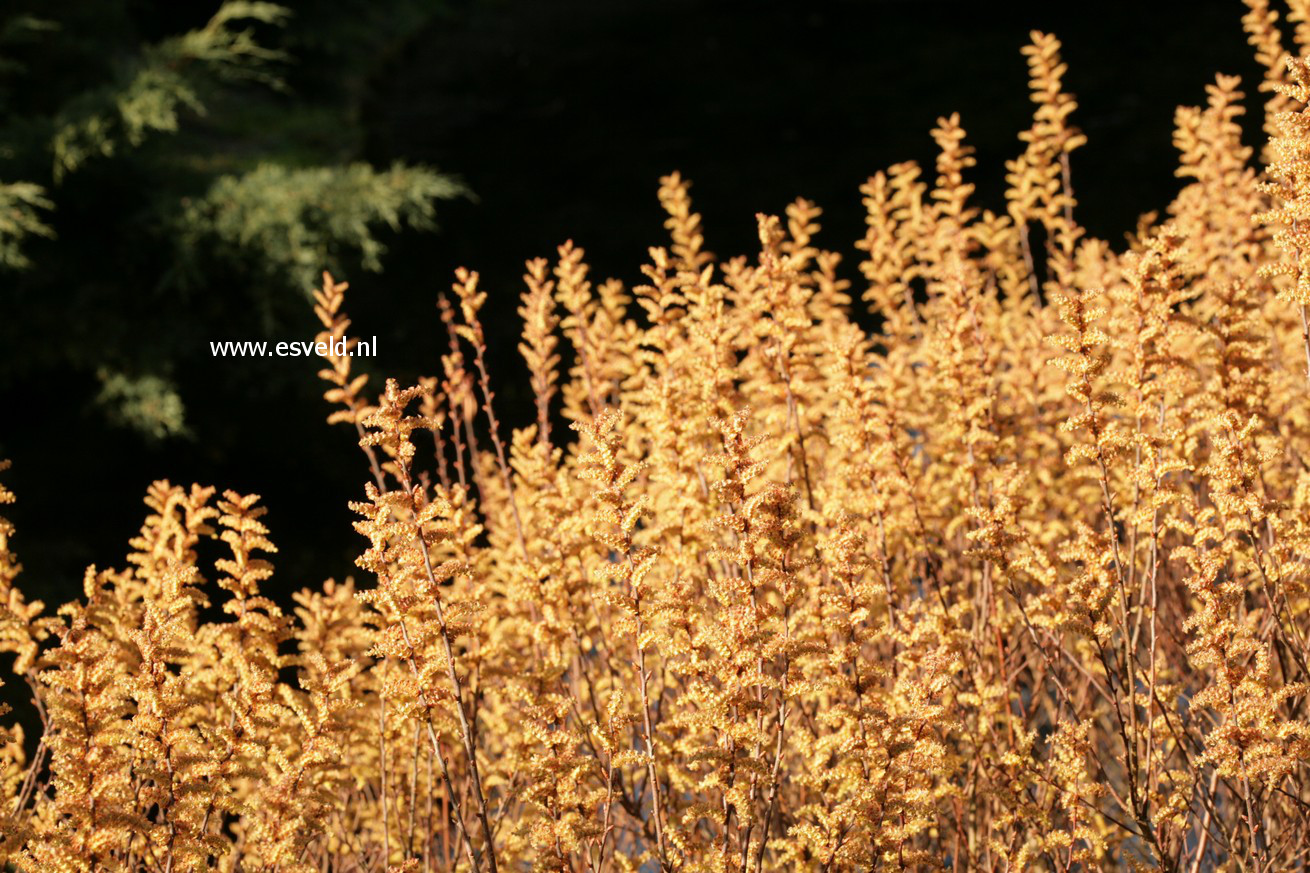 Myrica gale