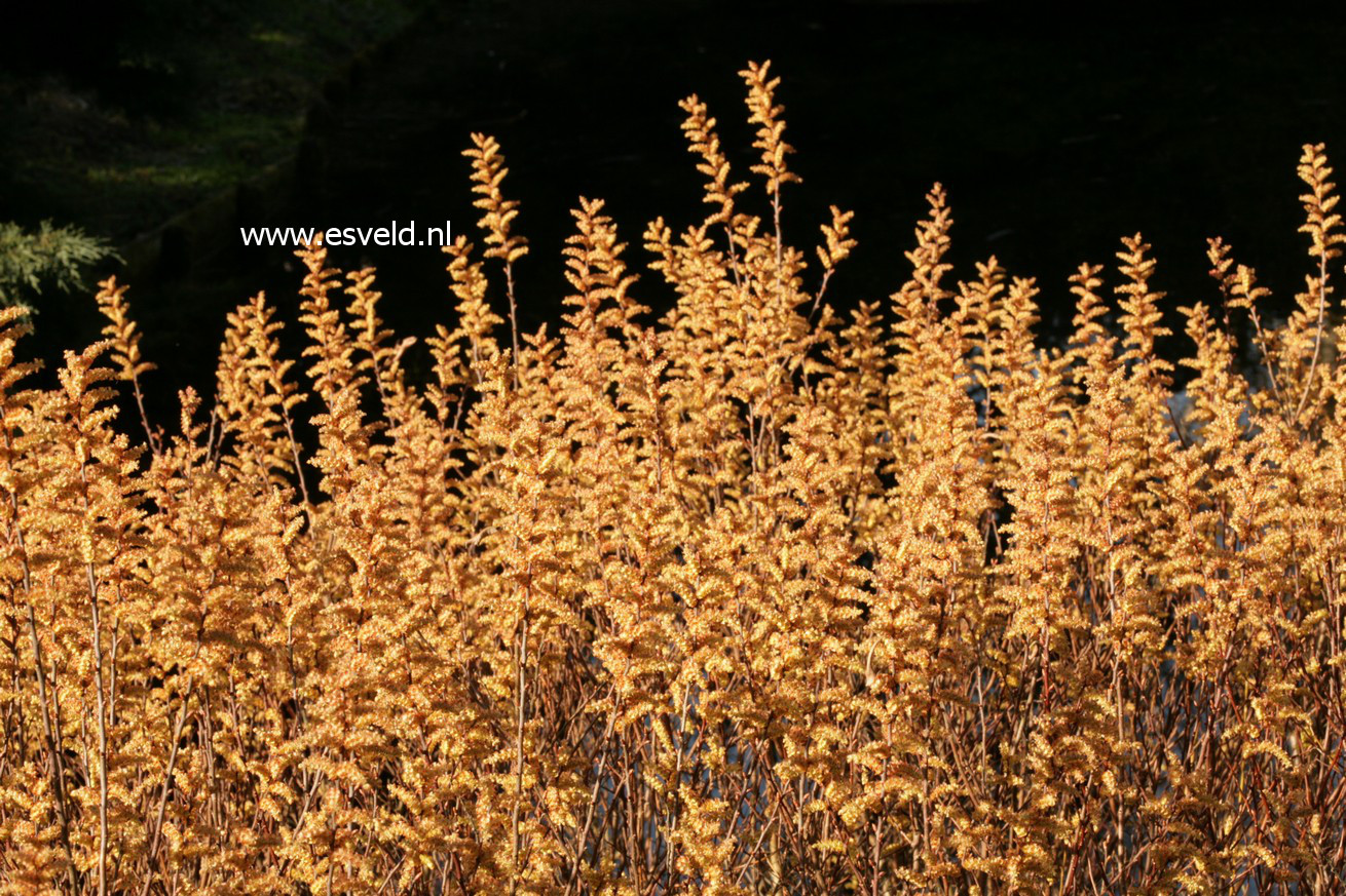 Myrica gale