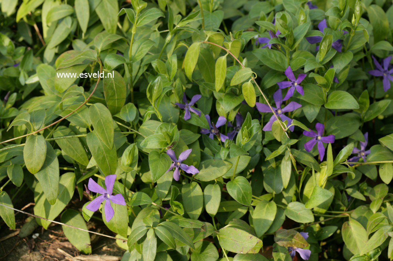 Vinca major