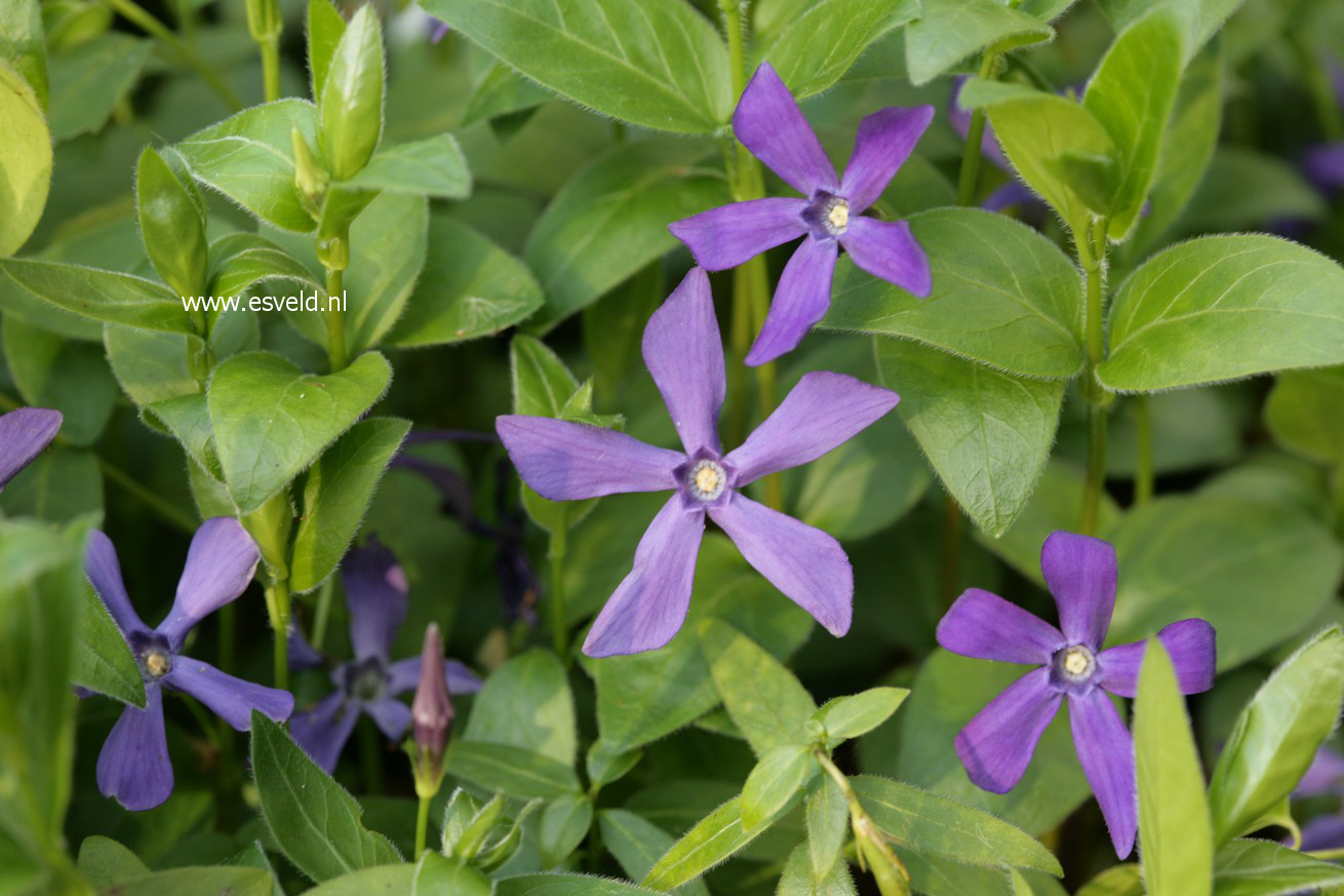 Vinca major