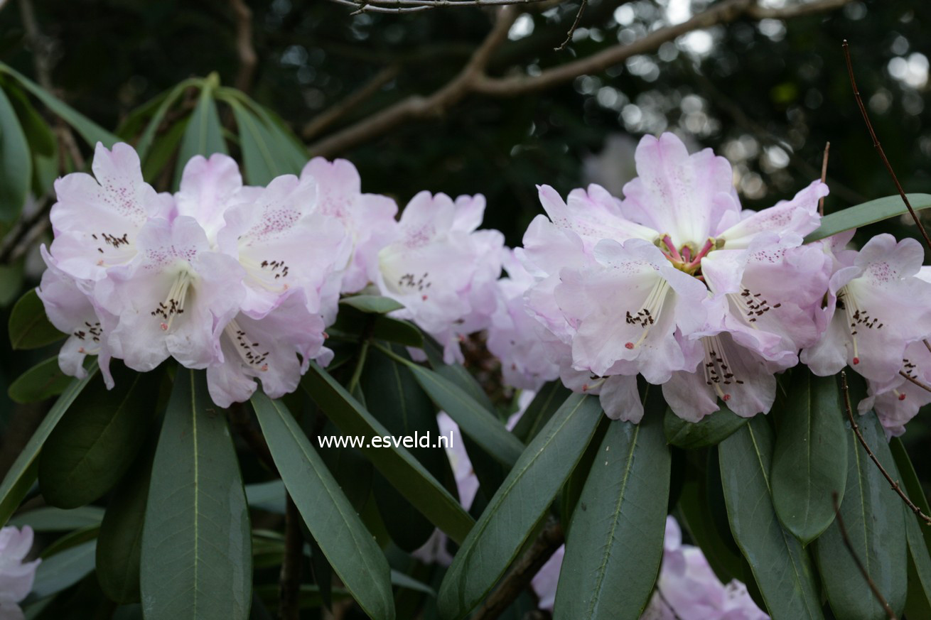 Rhododendron calophytum