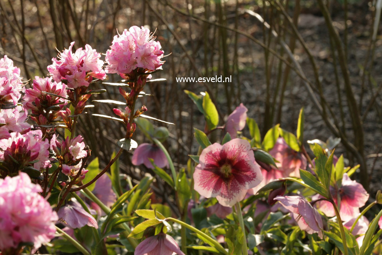 Rhododendron 'Anna Baldsiefen'