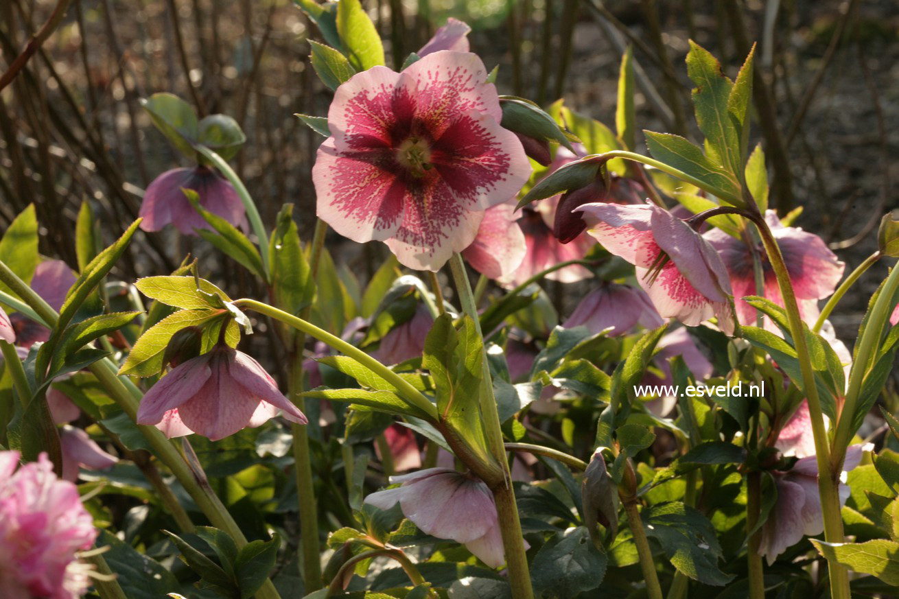 Helleborus orientalis