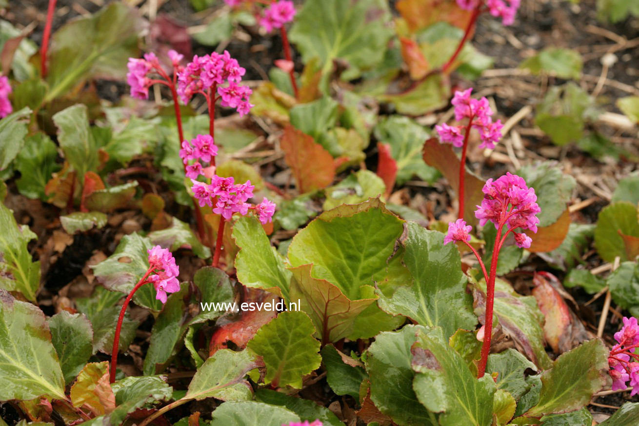 Bergenia 'Abendglut'