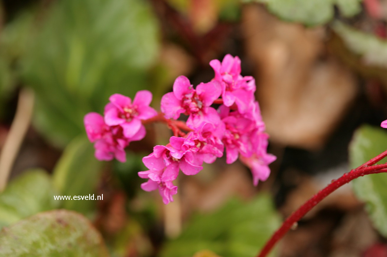 Bergenia 'Abendglut'