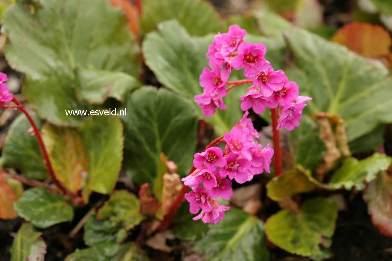 Bergenia 'Abendglut'