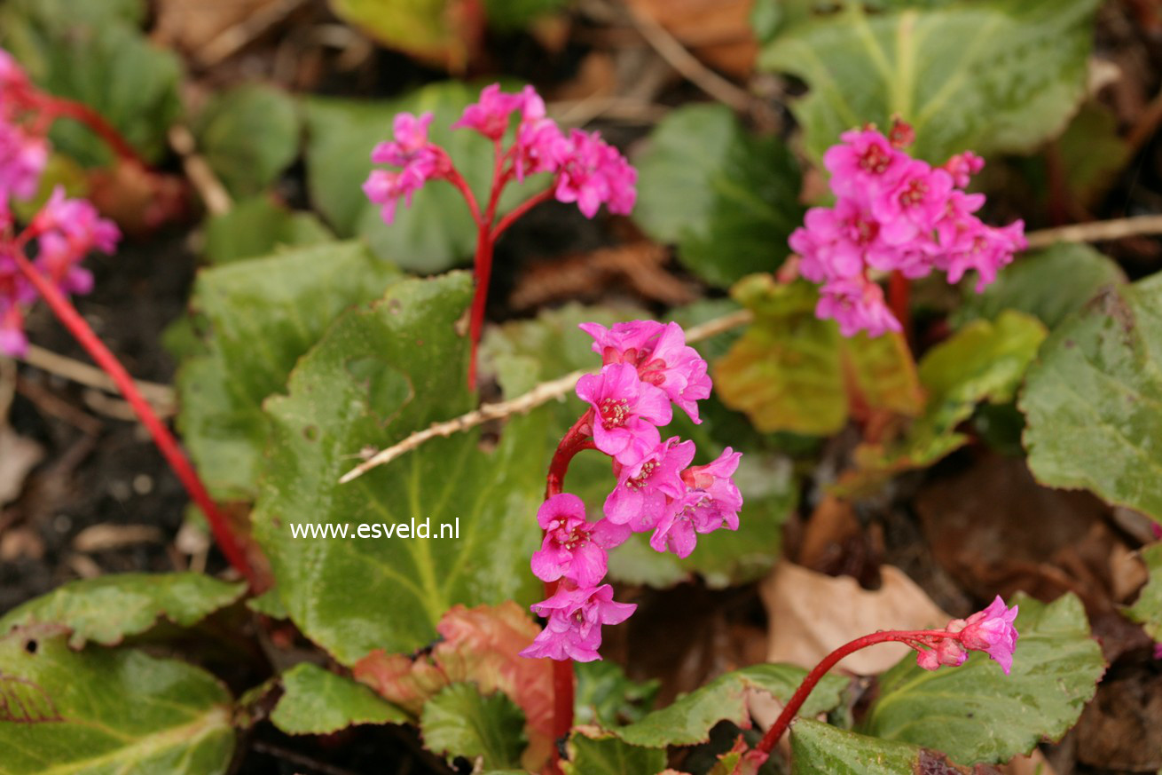 Bergenia 'Abendglut'