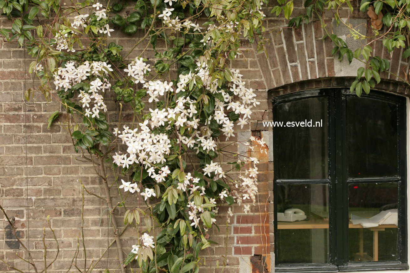 Clematis 'Apple Blossom'