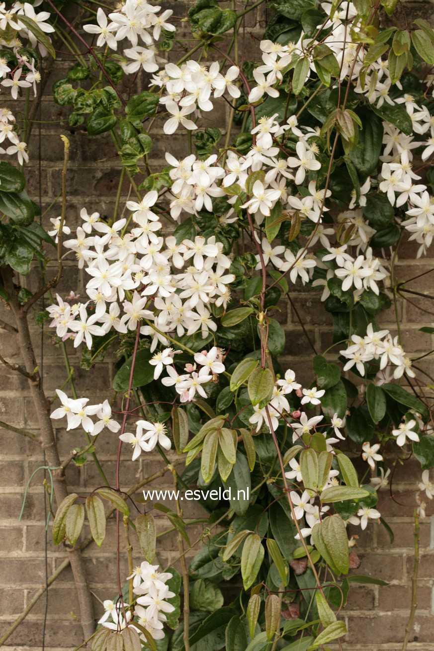 Clematis 'Apple Blossom'