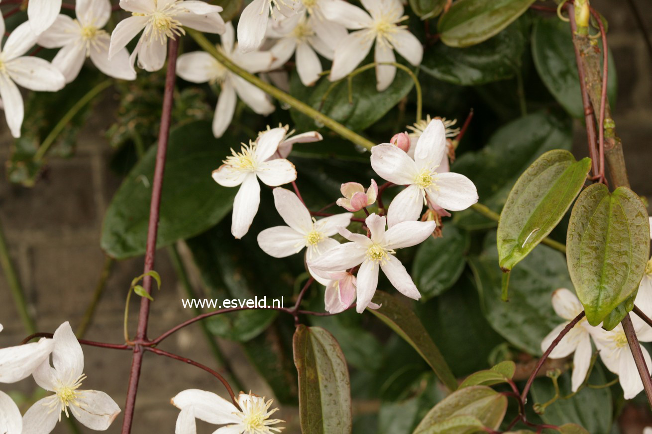 Clematis 'Apple Blossom'