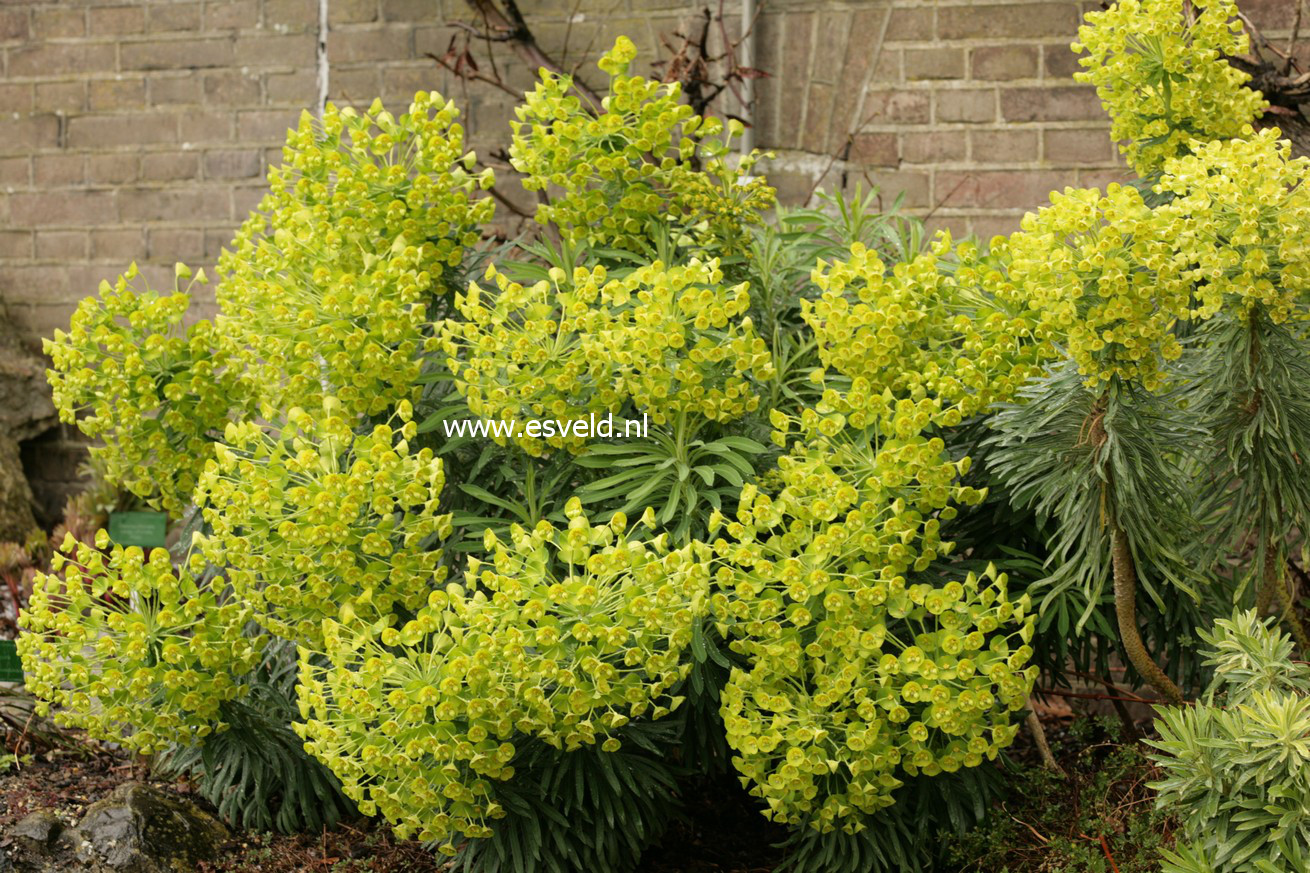 Euphorbia characias