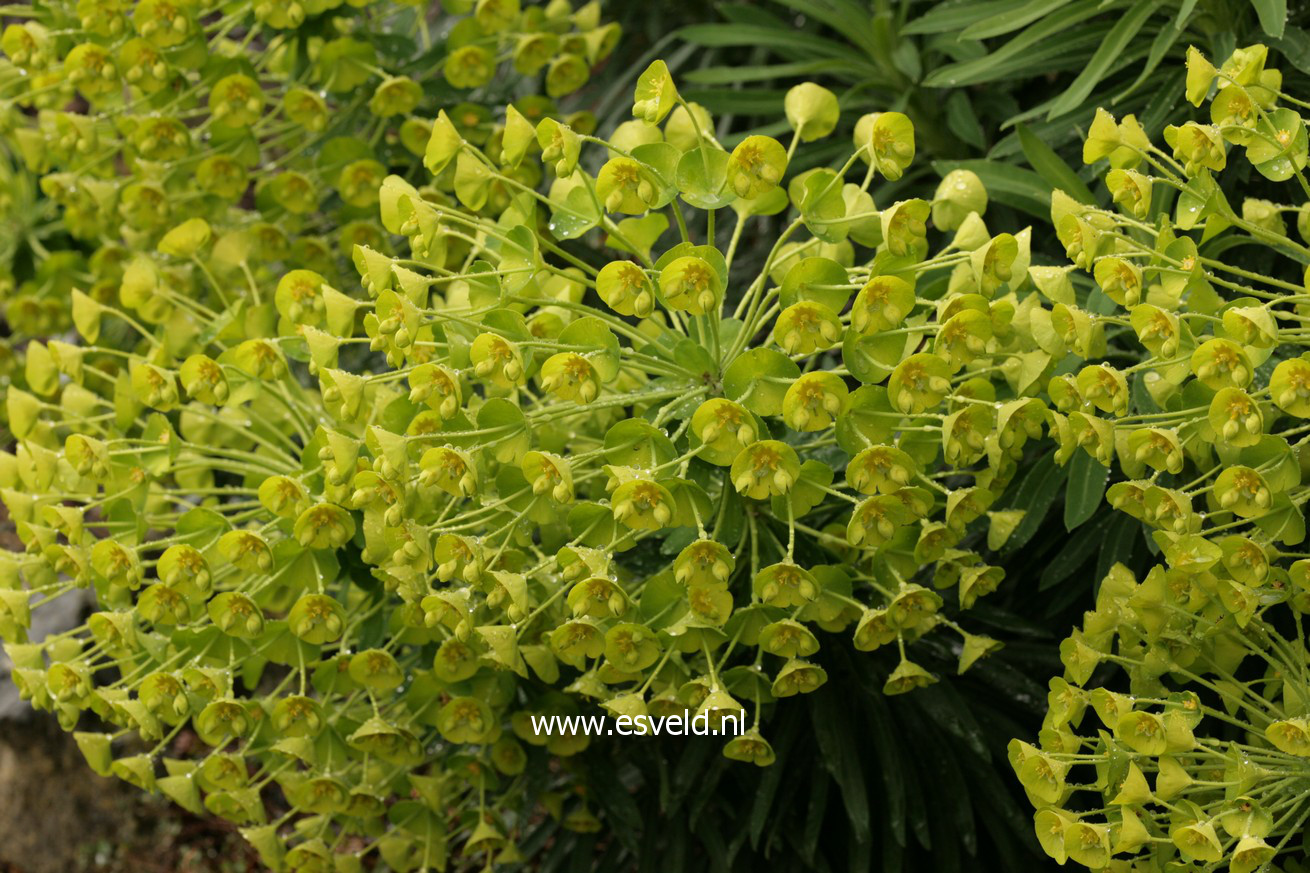 Euphorbia characias