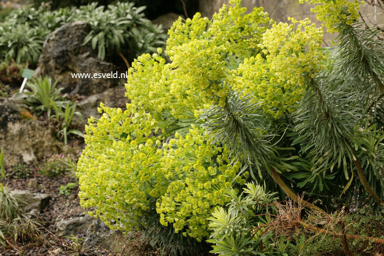 Euphorbia characias