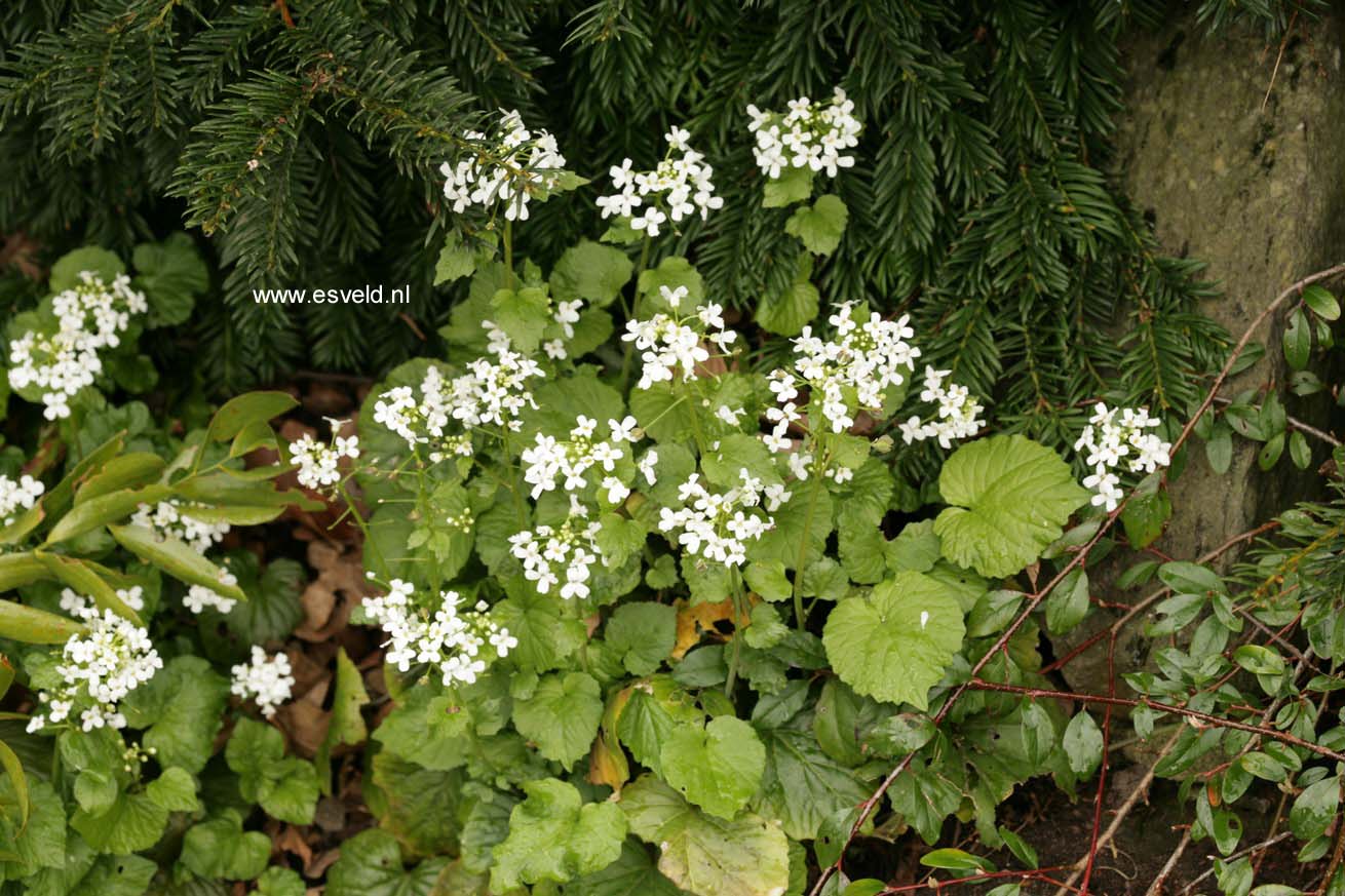 Pachyphragma macrophyllum