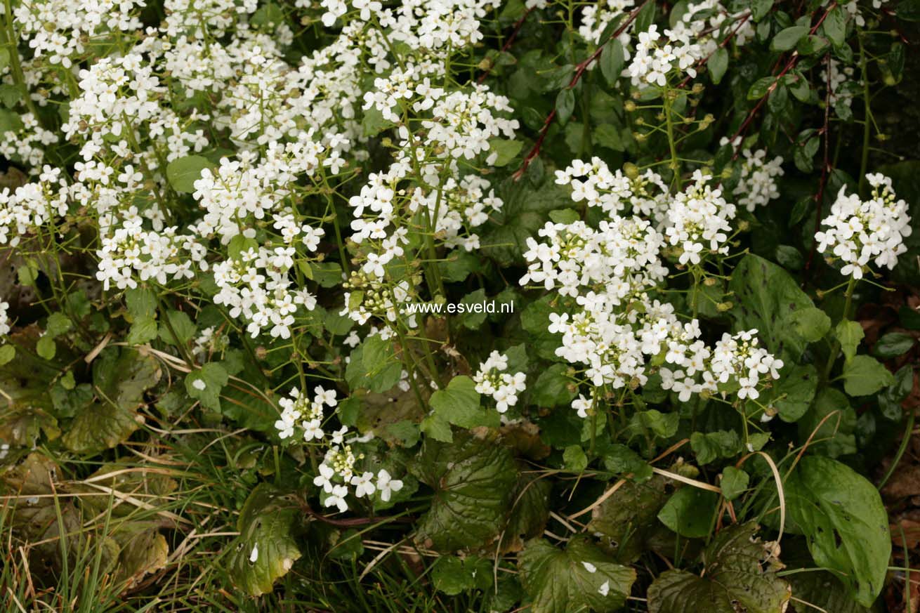 Pachyphragma macrophyllum