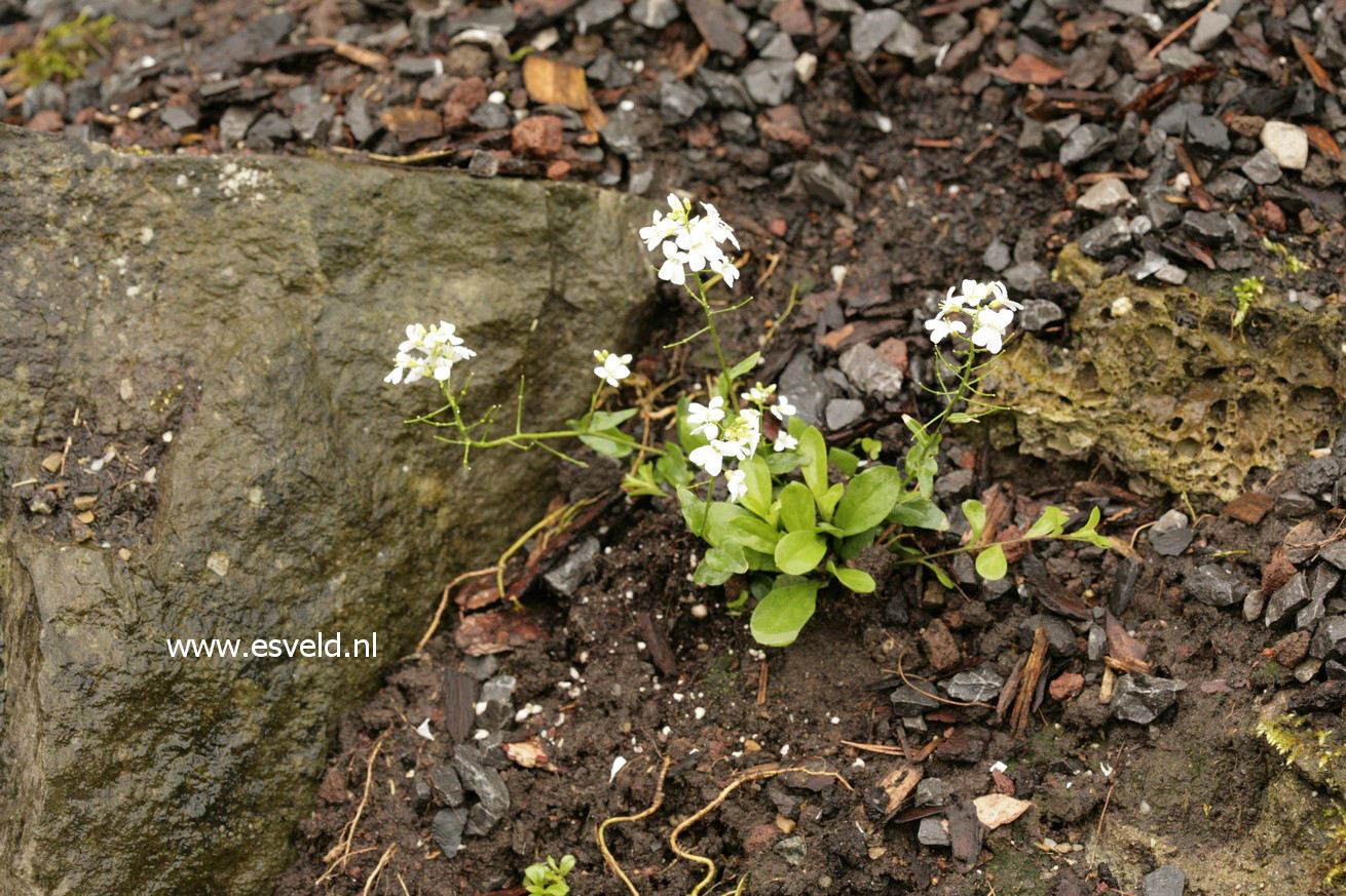 Arabis procurrens