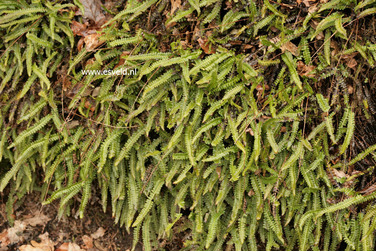 Blechnum penna-marina