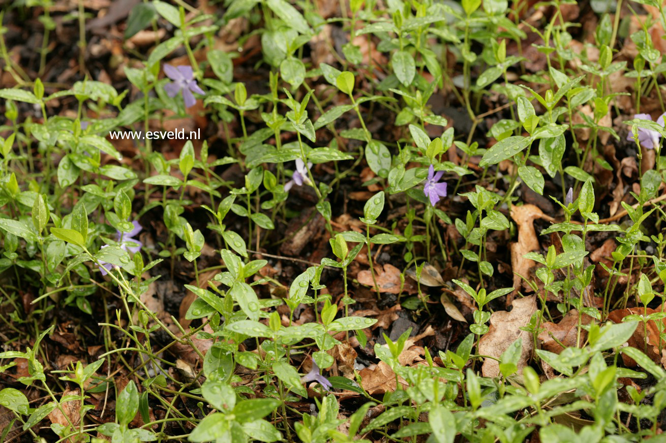 Vinca minor 'La Grave'