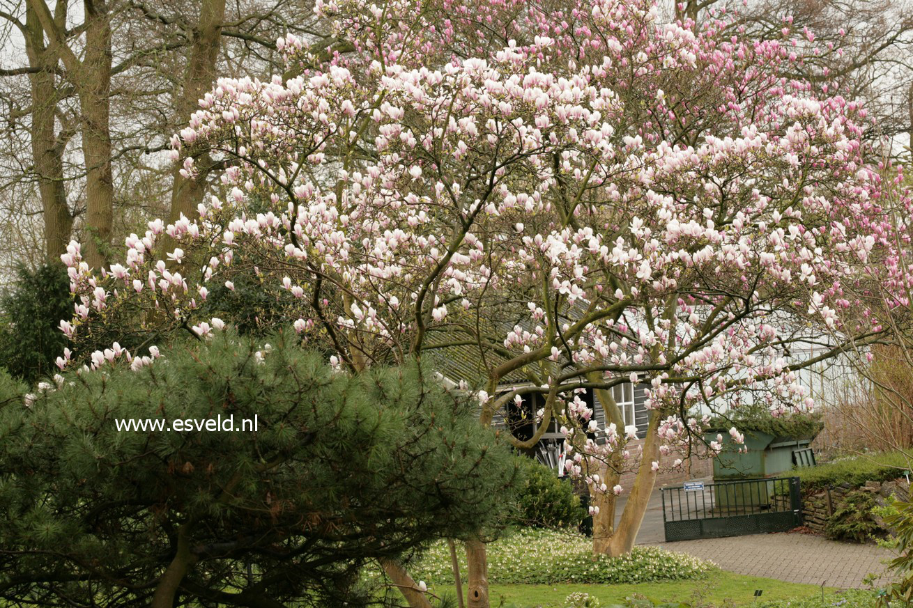 Magnolia soulangeana