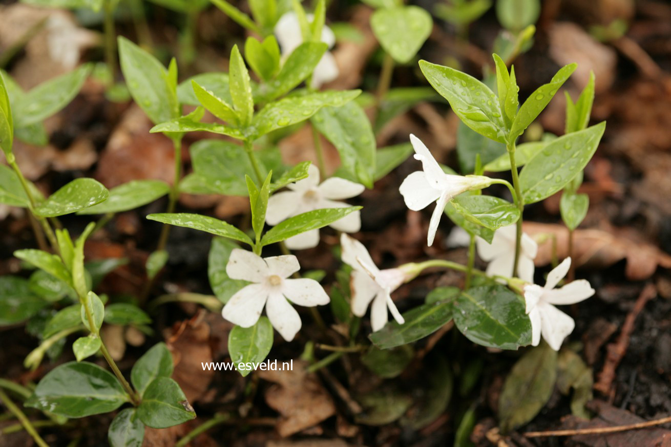 Vinca minor 'Alba'