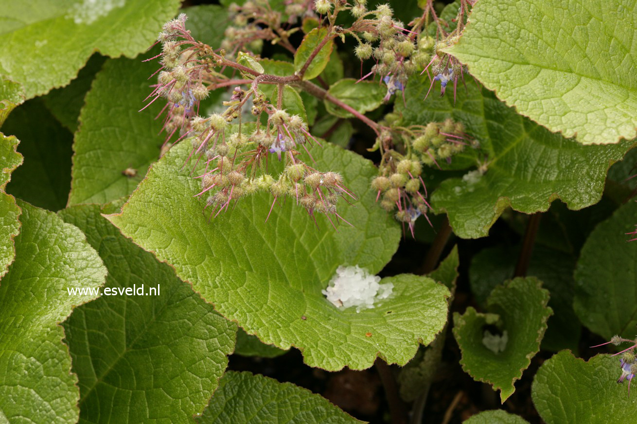 Trachystemon orientalis