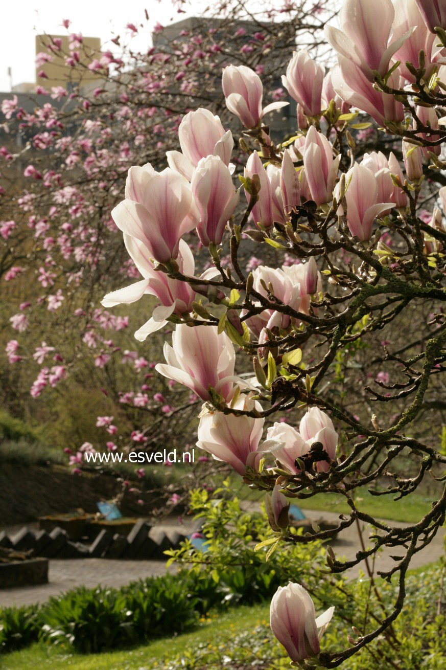 Magnolia soulangeana