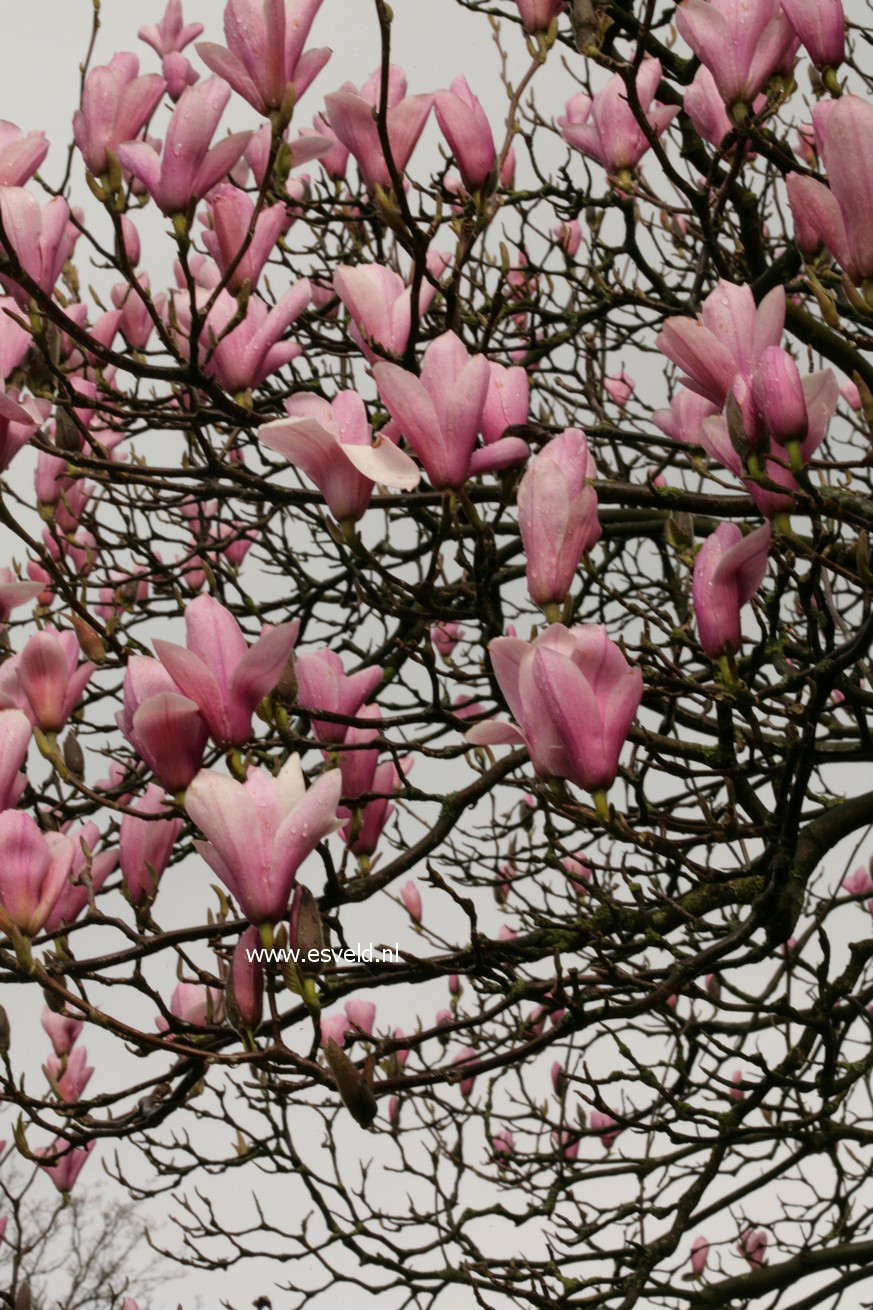 Magnolia 'Heaven Scent'