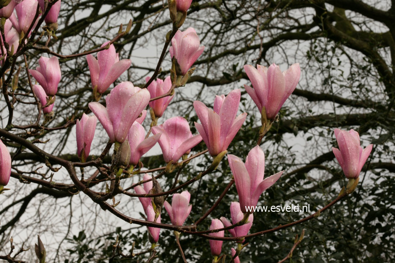 Magnolia 'Heaven Scent'