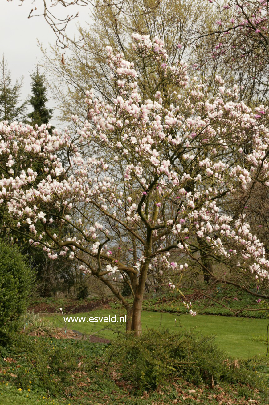 Magnolia soulangeana