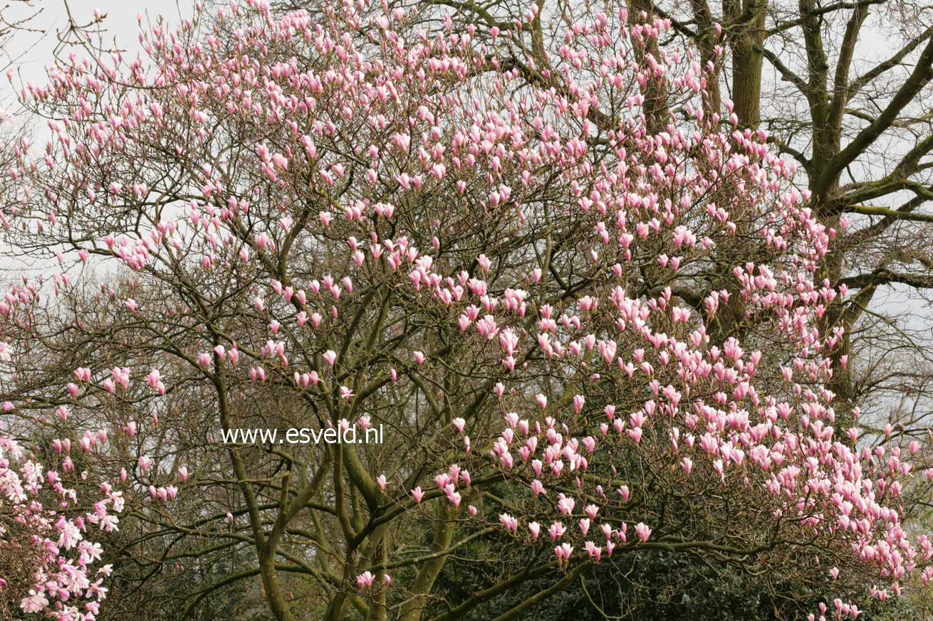 Magnolia 'Heaven Scent'