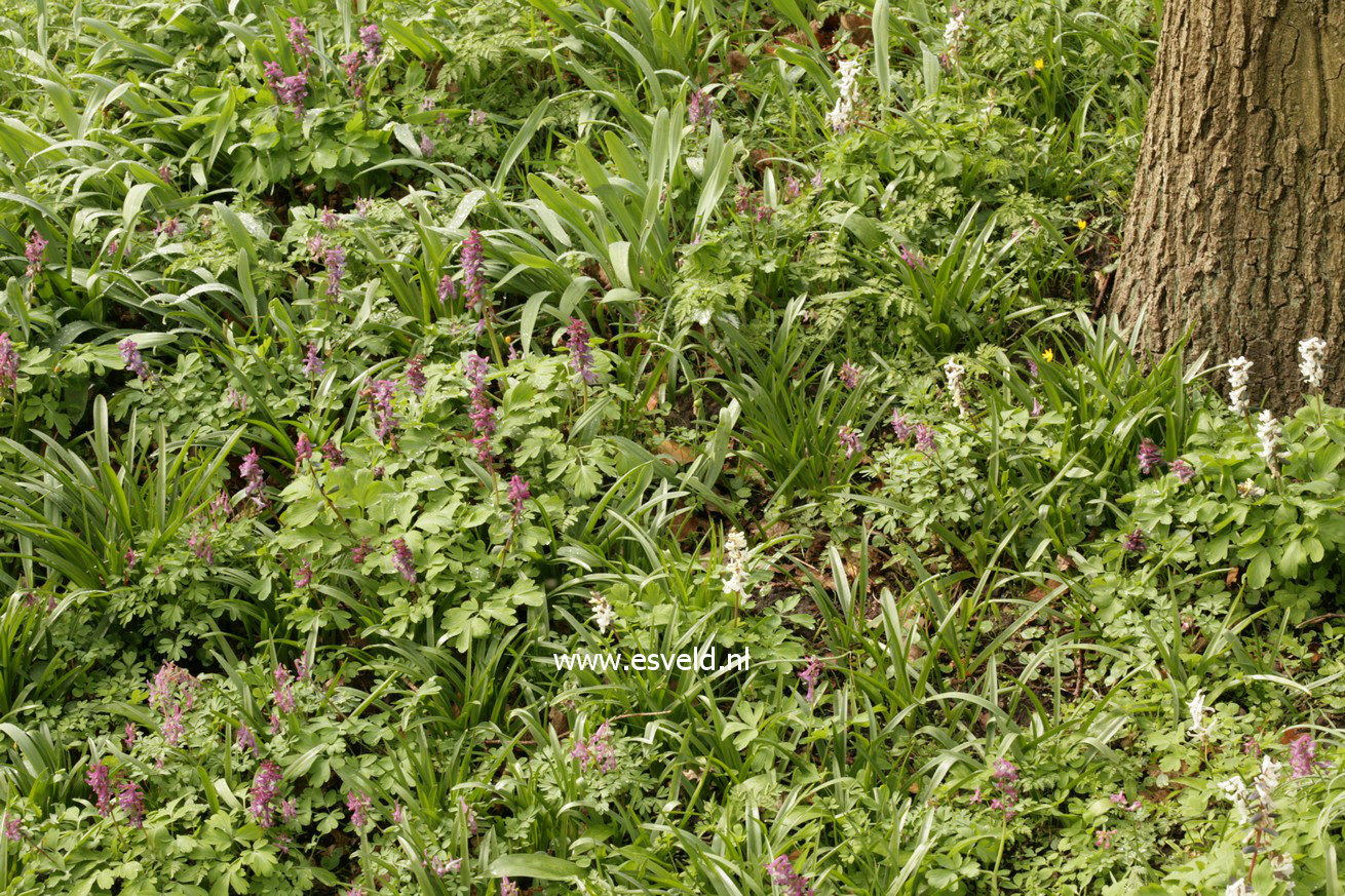 Corydalis solida