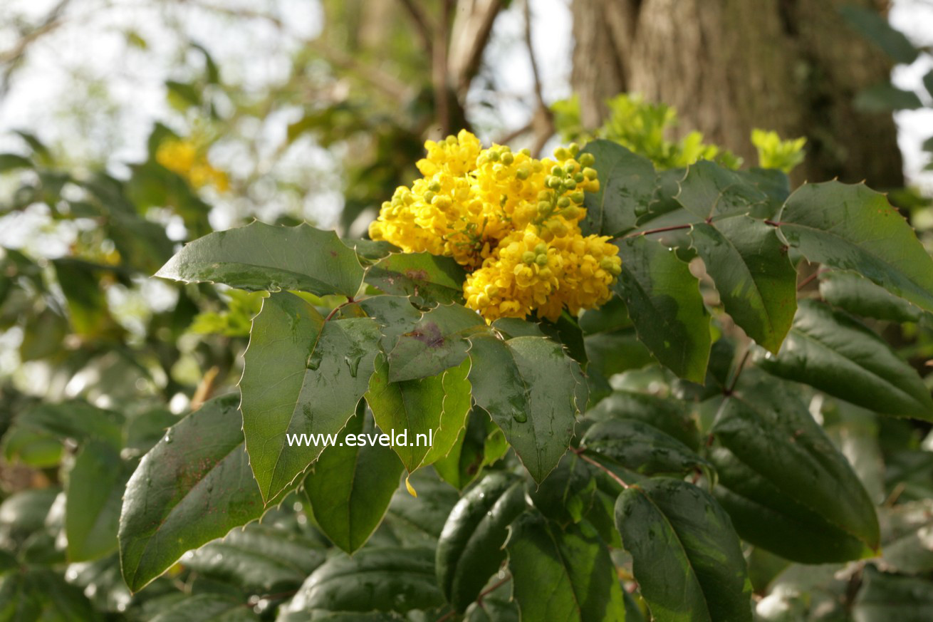 Mahonia aquifolium 'Apollo'