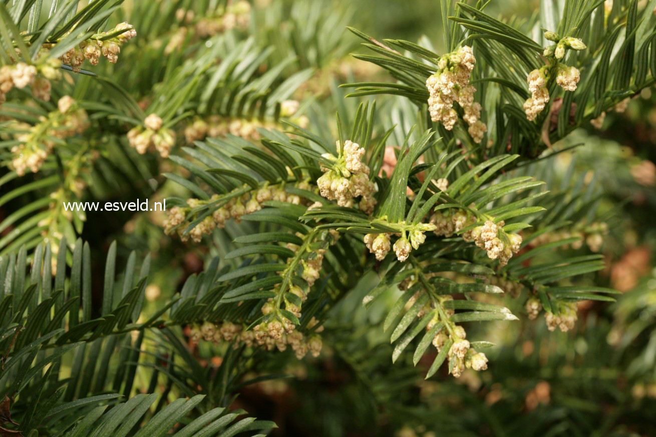 Cephalotaxus harringtonii drupacea