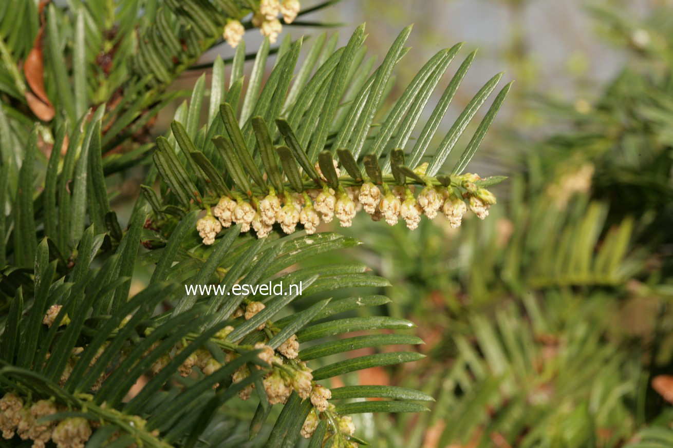 Cephalotaxus harringtonii drupacea