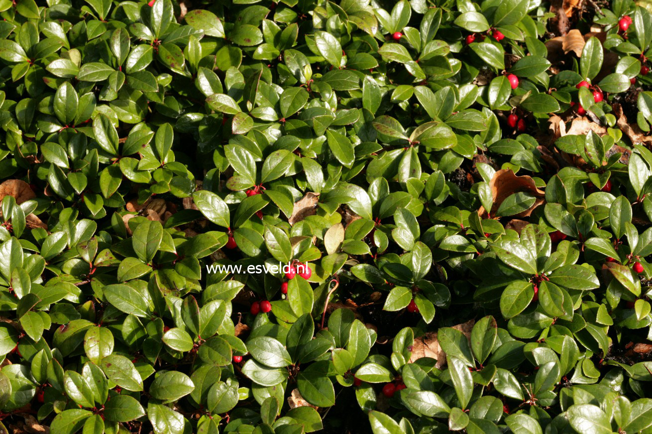 Gaultheria procumbens