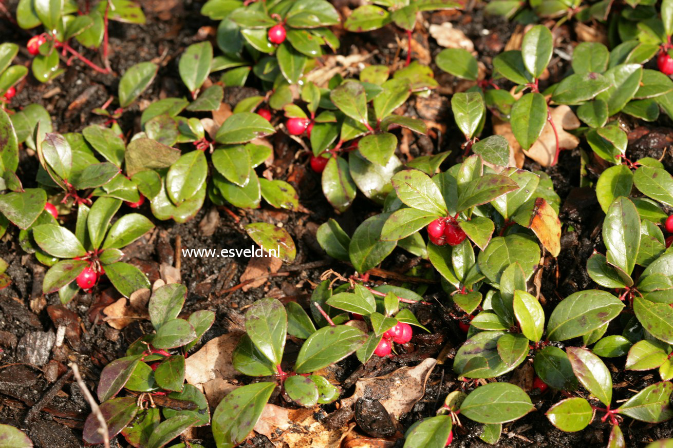 Gaultheria procumbens