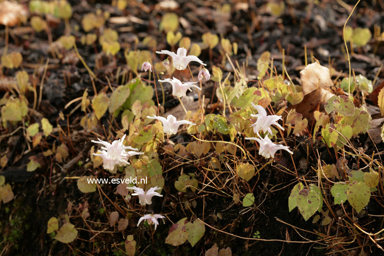 Epimedium grandiflorum