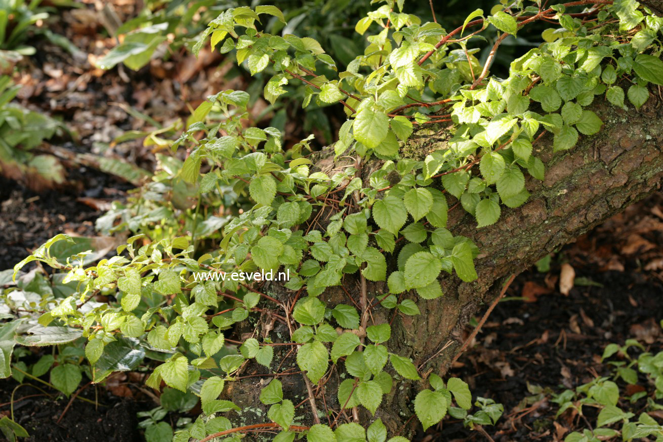 Hydrangea anomala 'Cordifolia'