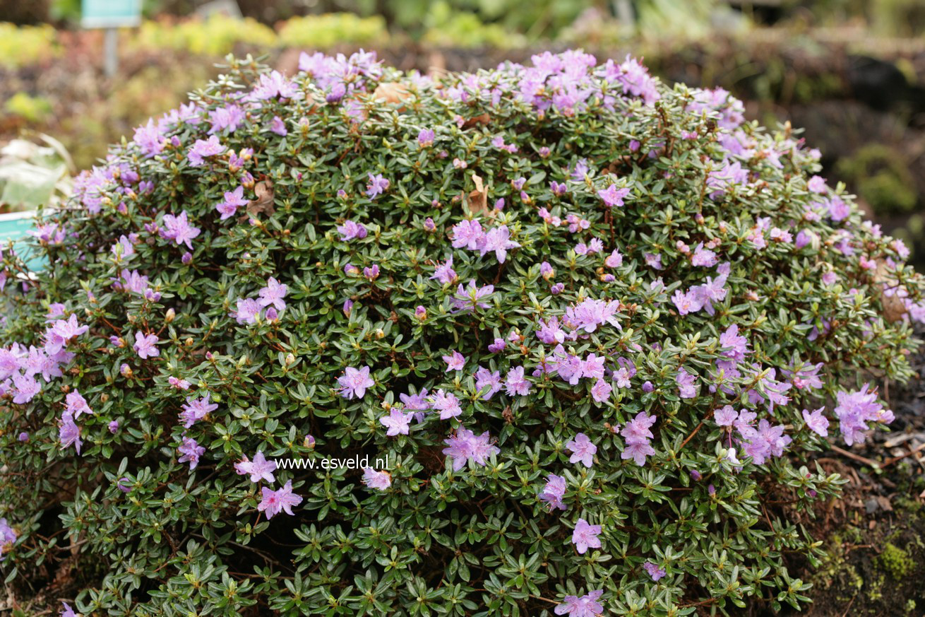 Rhododendron impeditum