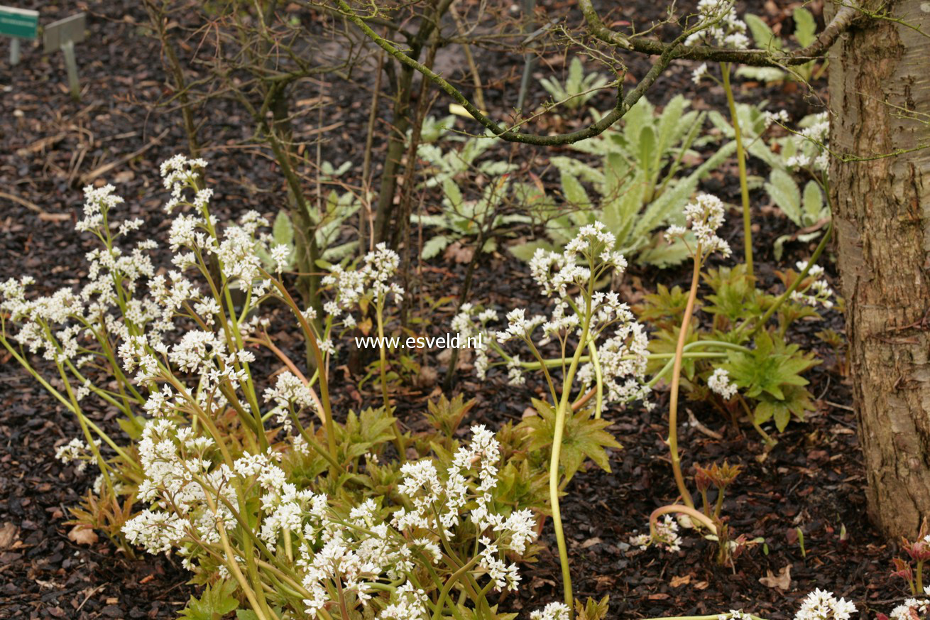 Mukdenia rossii