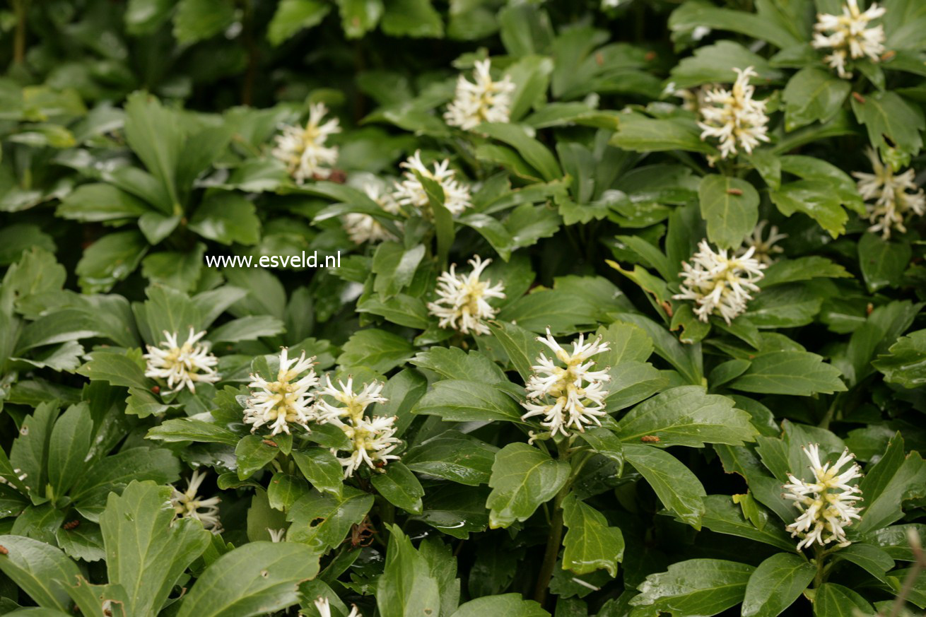 Pachysandra terminalis