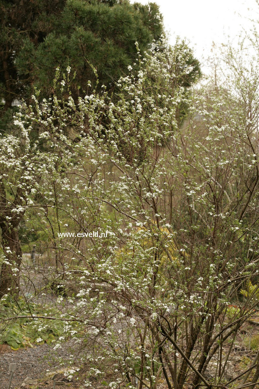 Spiraea arguta