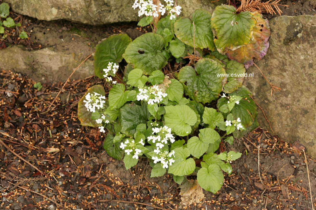 Pachyphragma macrophyllum