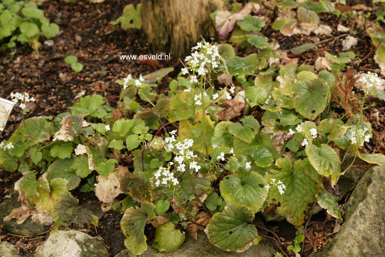 Pachyphragma macrophyllum