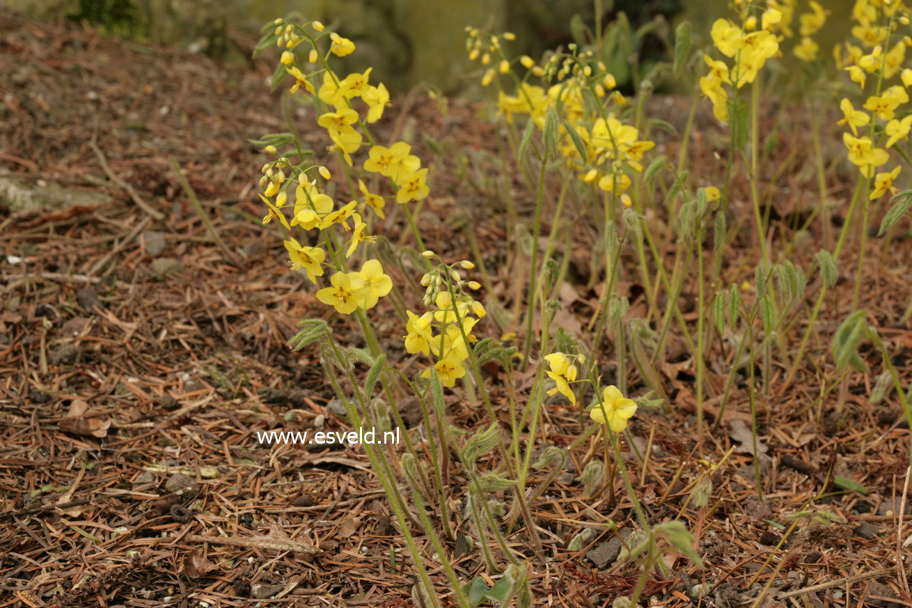 Epimedium pinnatum ssp. colchicum