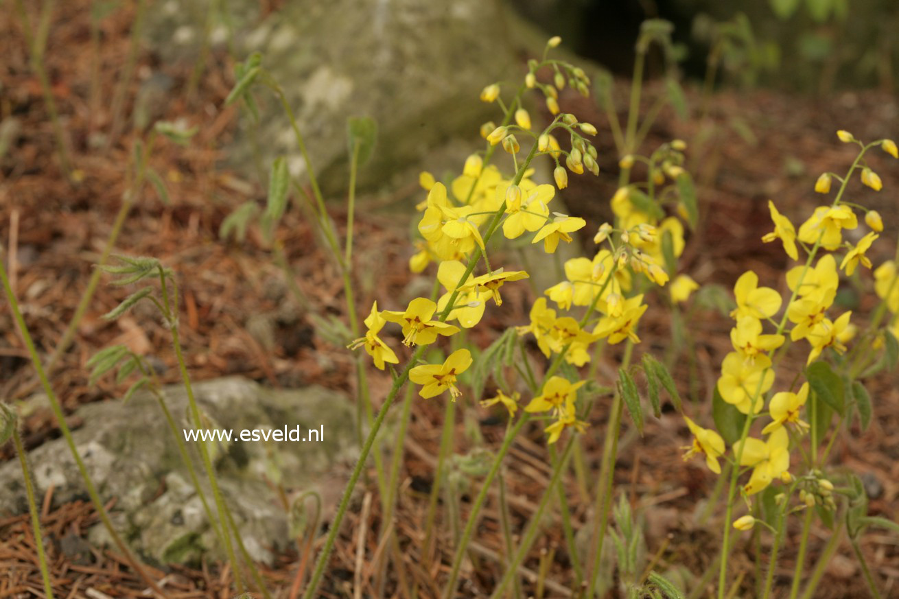 Epimedium pinnatum ssp. colchicum